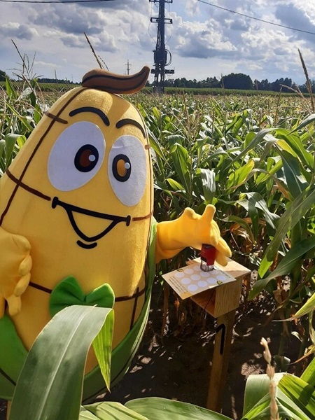 Maskotka Franek zbierająca pieczątki wewnątrz labiryntu w polu kukurydzy.